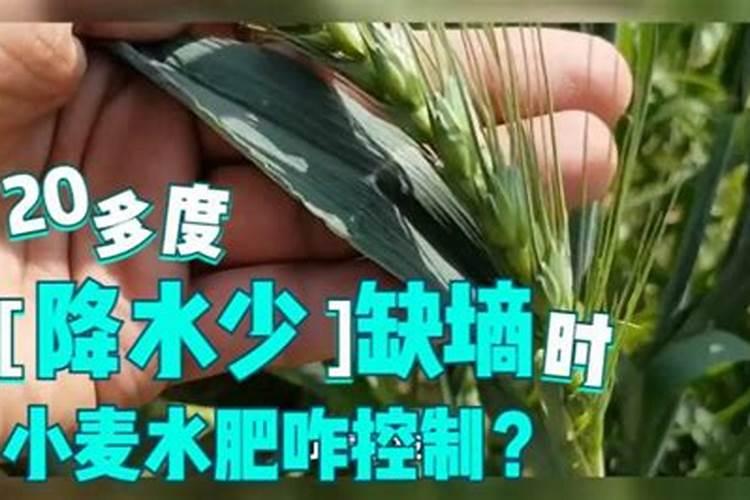 麦子各个阶段施什么肥料好 施肥注意事项