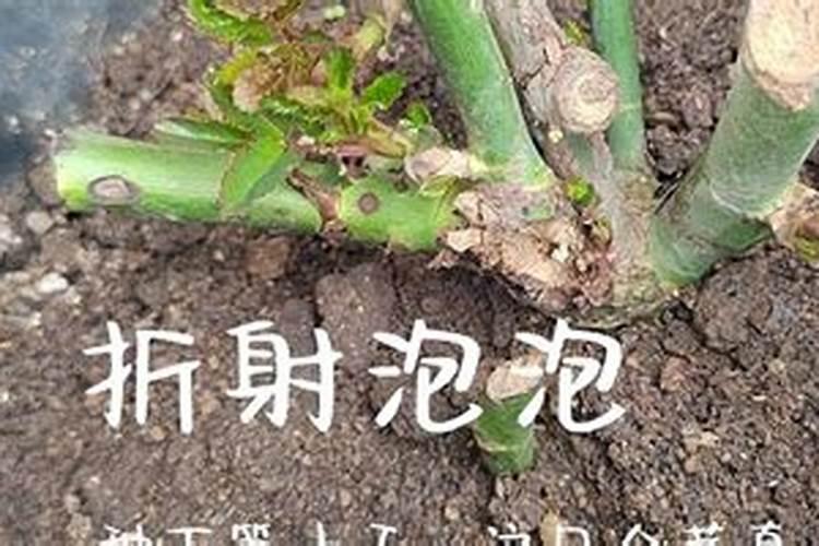 养出鲜艳玫瑰花的施肥标准是什么？