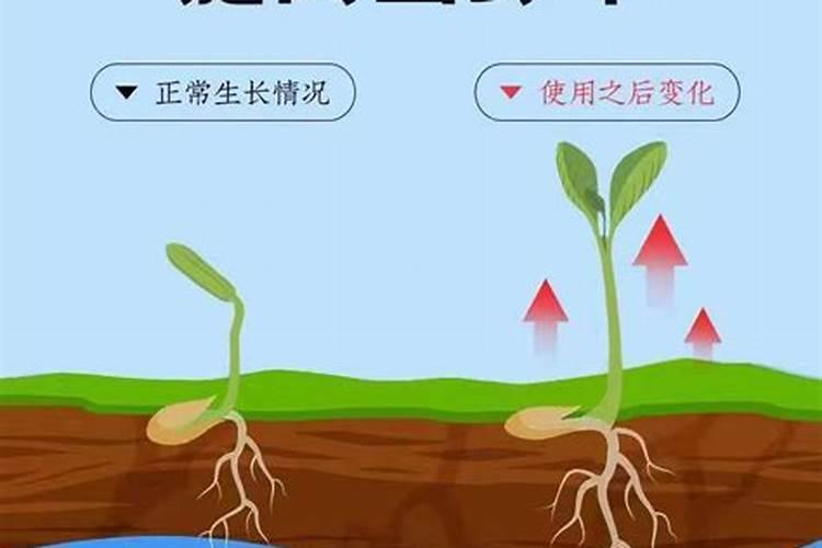 黄腐植酸钾可以用于铁线莲吗？