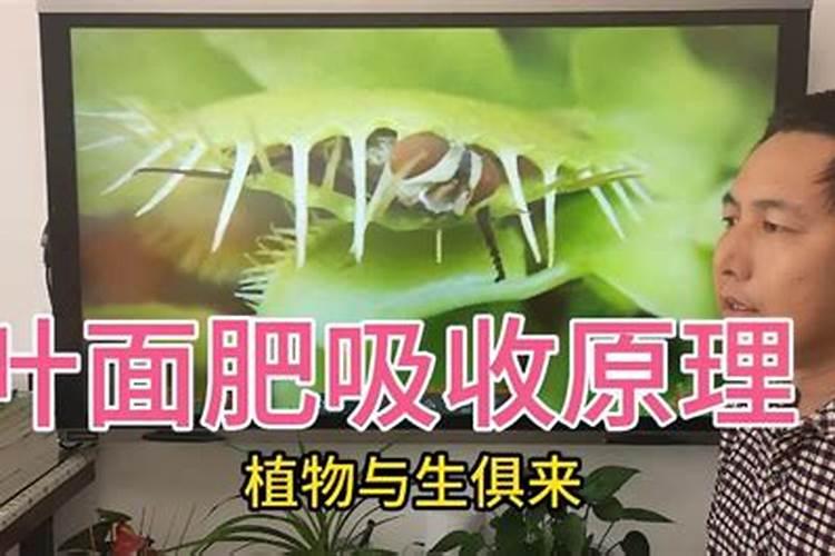 发财树树皮烂了,被剥掉后怎样补救？