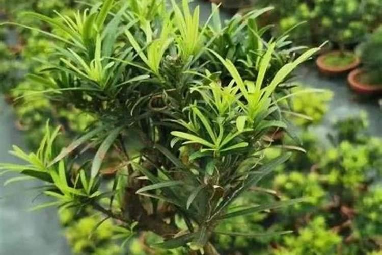 罗汉松多久施一次肥(施肥时间和方法)