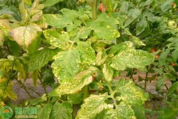 生菜叶片发黄可以喷施蔬菜叶面肥吗