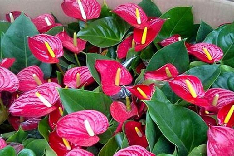 红掌用什么肥料最好