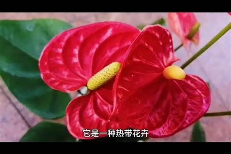 红掌适合什么肥料 红掌的正确施肥方法