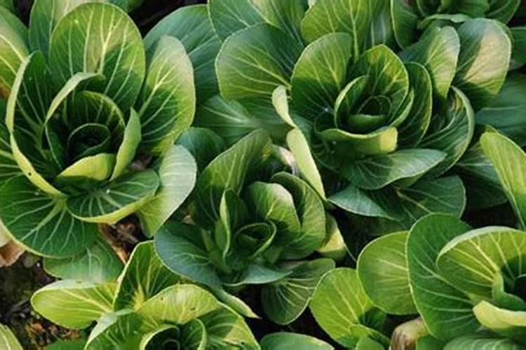 用什么洗青菜能去农残