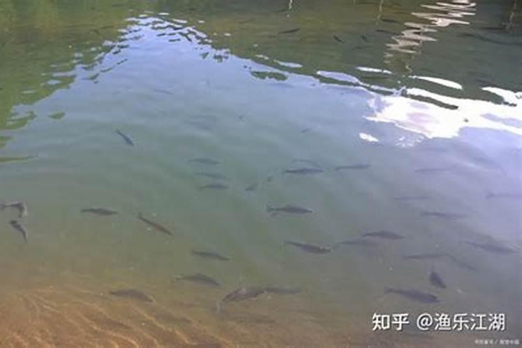 鱼塘下尿素多久鱼开口