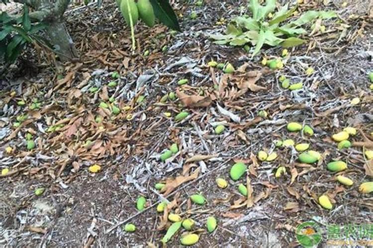 芝麻开花时需要喷雾硼肥吗