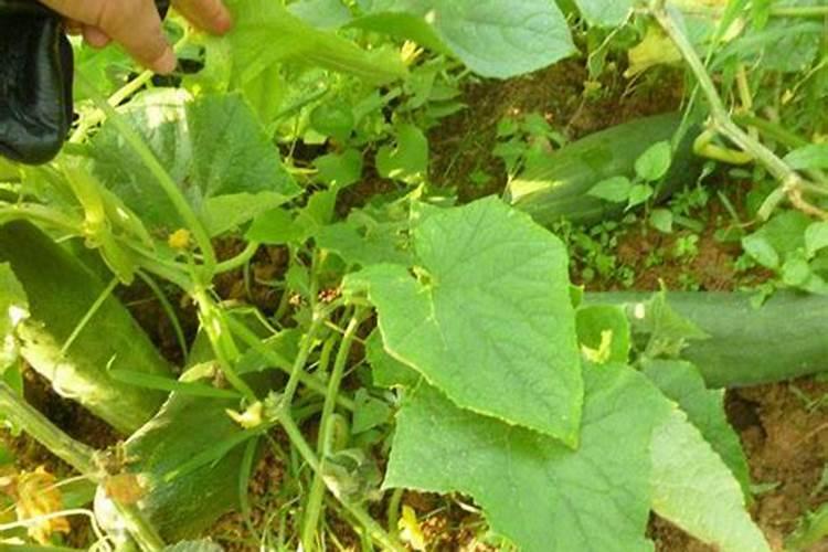 黄瓜缓苗后可以打叶面肥吗