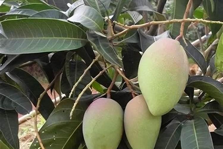 芒果树使用矿源黄腐酸钾的功能和用量？芒果果期能喷施矿源吗