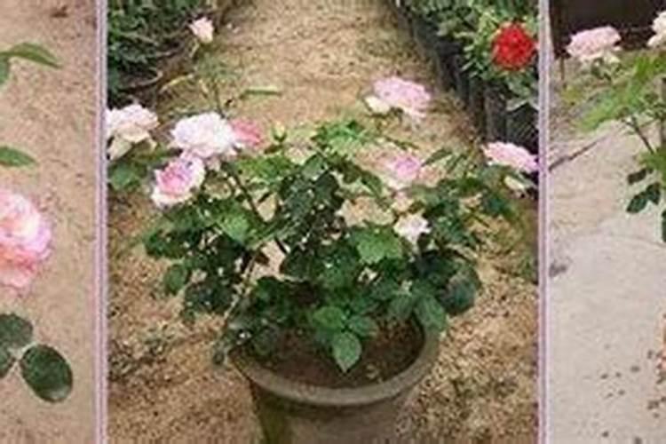 月季追肥用什么肥料好