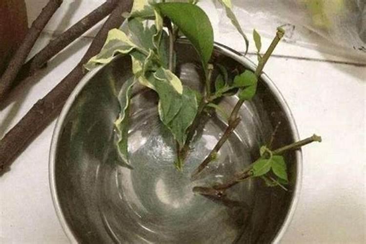 生根水。多菌灵和磷酸二氢钾租起浇花苗吗？