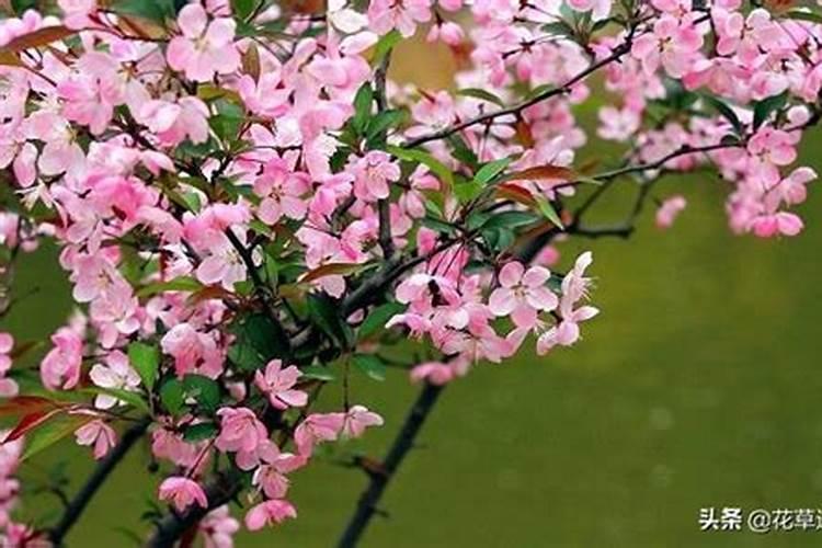 海棠花为什么不开花