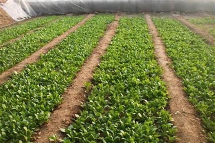 地里打除草剂几天能栽油菜？