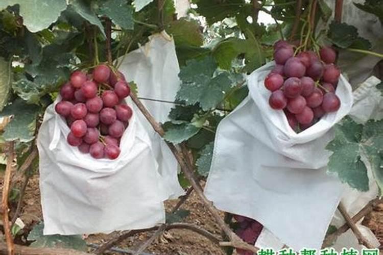 要想种出的葡萄又大又甜,你不得不知的小妙招