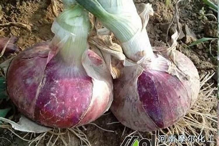 洋葱喜欢什么肥料