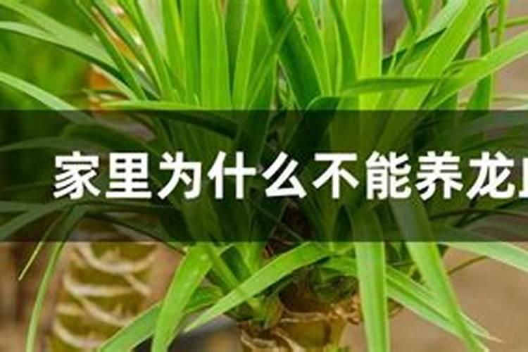 龙血树如何施肥