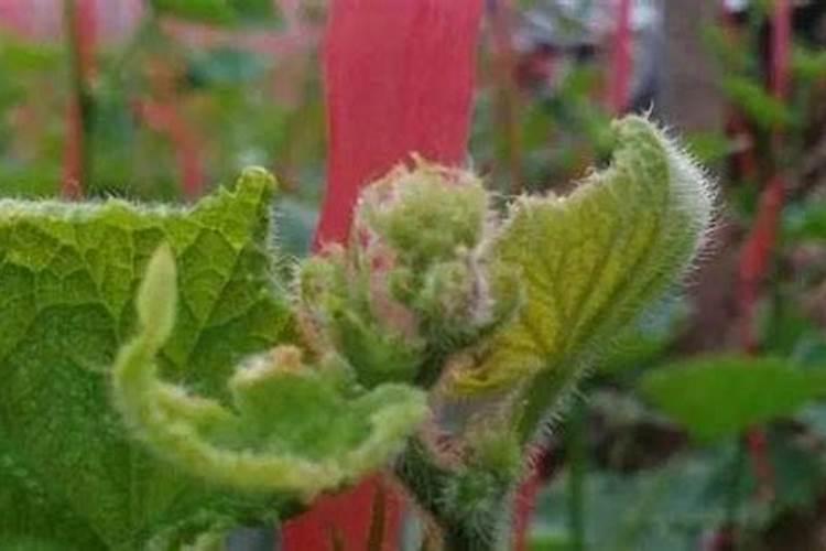 葡萄补钙最佳时间(给葡萄补钙季节什么钙肥最好)