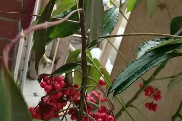 富贵子怎么养 富贵子的养殖方法和注意事项