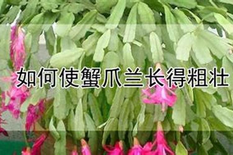洋桔梗花苗怎么养好(简述洋桔梗的养护知识)