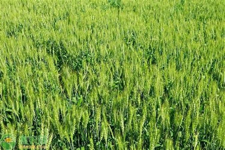 种冬小麦光用磷肥可以吗