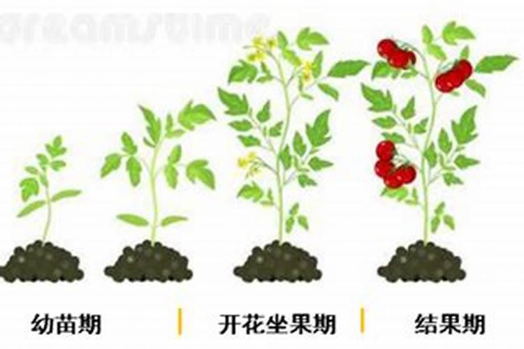 西红柿花期能不能冲销酸氨钙