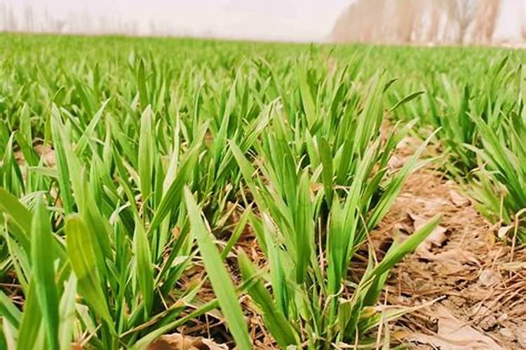 种冬小麦如何施底肥