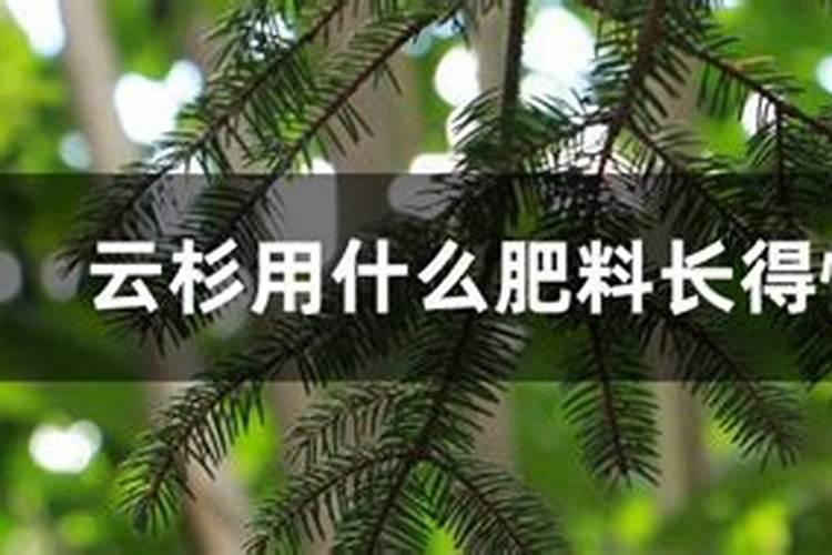 施什么肥树长的快好