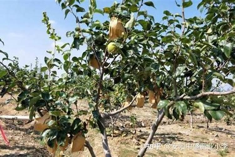 葫芦挂果后施什么肥