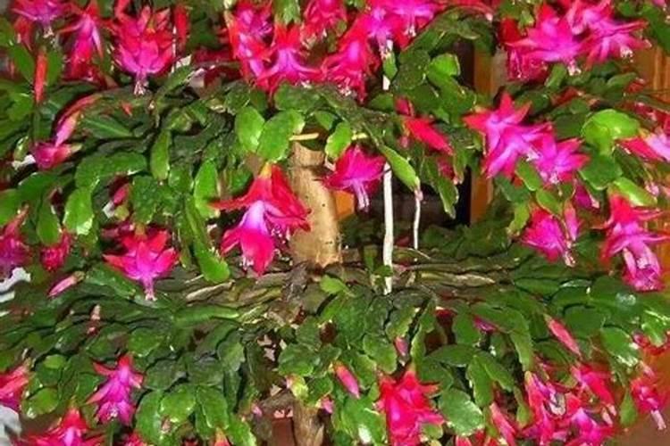 蟹爪兰用叶面肥喷施能行吗