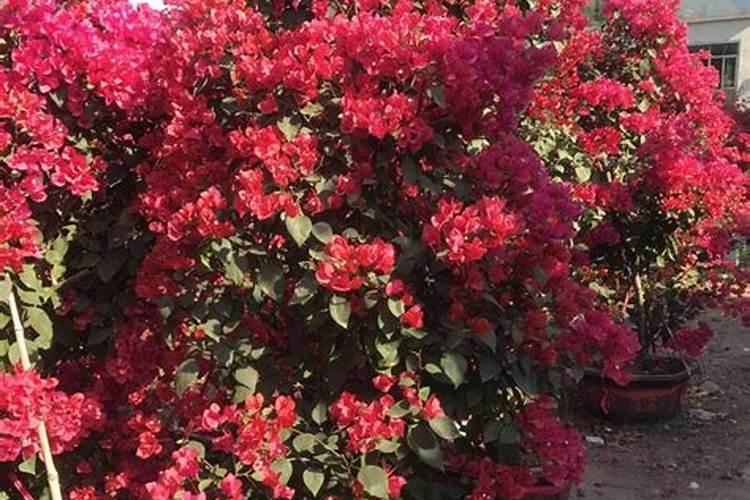 三角梅用什么肥料好