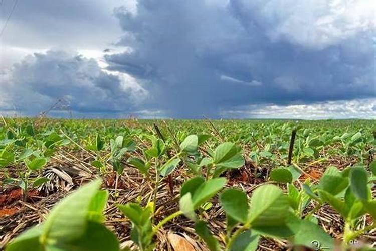 为什么豆类植物不需要施氮肥