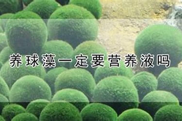 小球藻在家怎么培养