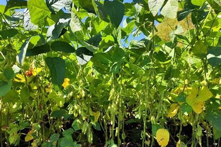 种植毛豆需要施什么肥