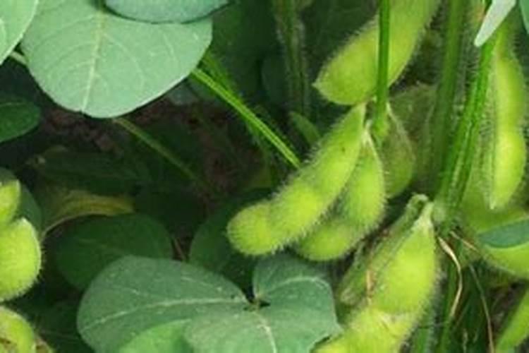 种植毛豆需要施什么肥 一起来看下吧