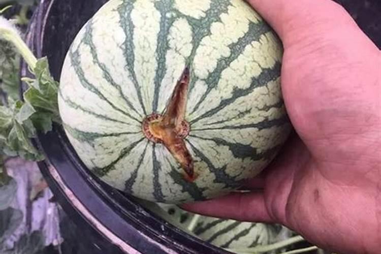 大地种植香瓜的增甜方法