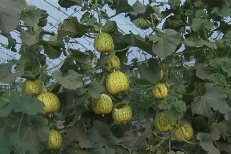 陆地直播甜瓜怎样种植