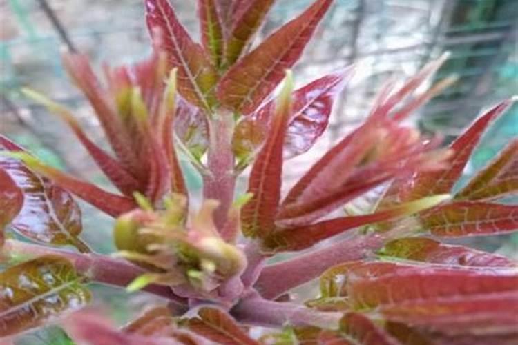 香椿树施肥的正确方法