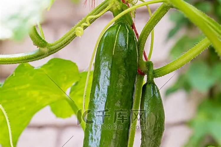 黄瓜生长所需的养分