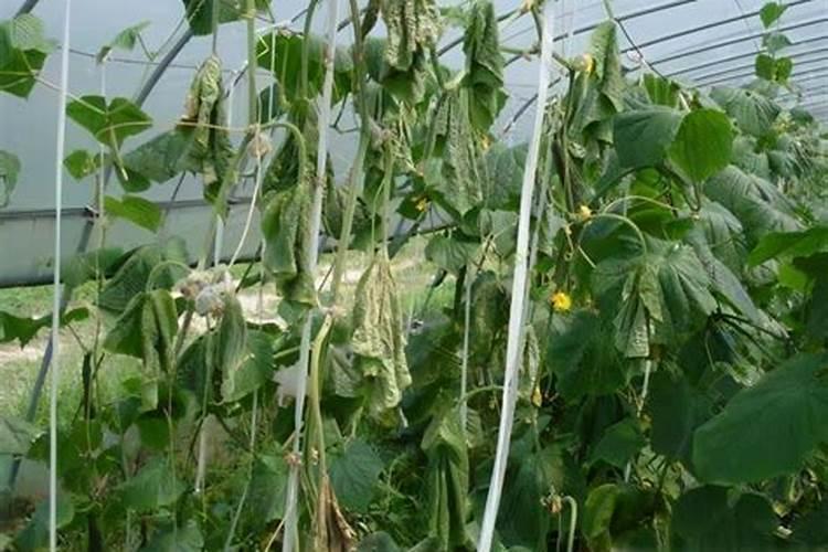 引起黄瓜烂蔓病害的原因有哪些？如何防治呢？