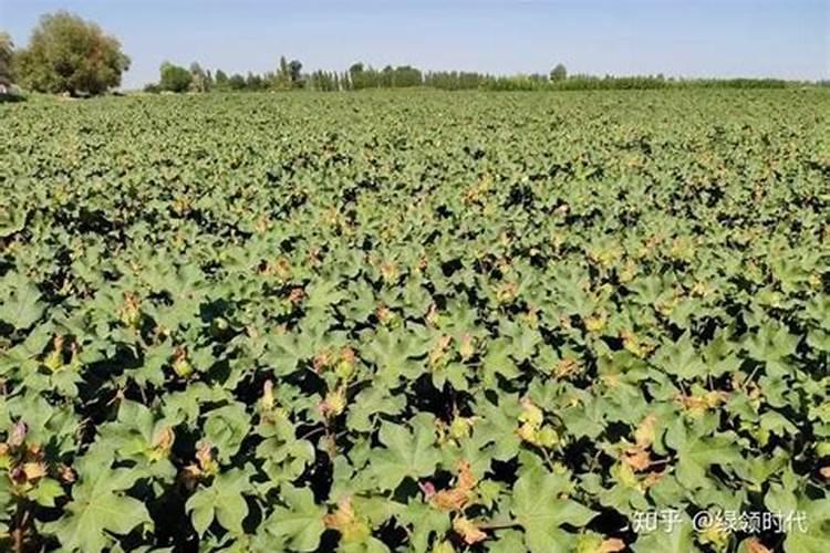 种植油菜为什么要施硼肥油菜啥时候施硼肥好