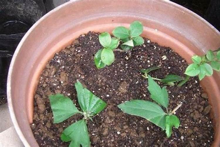 小木槿的扦插繁殖方法