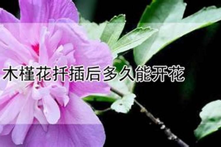 木槿应该如何养？