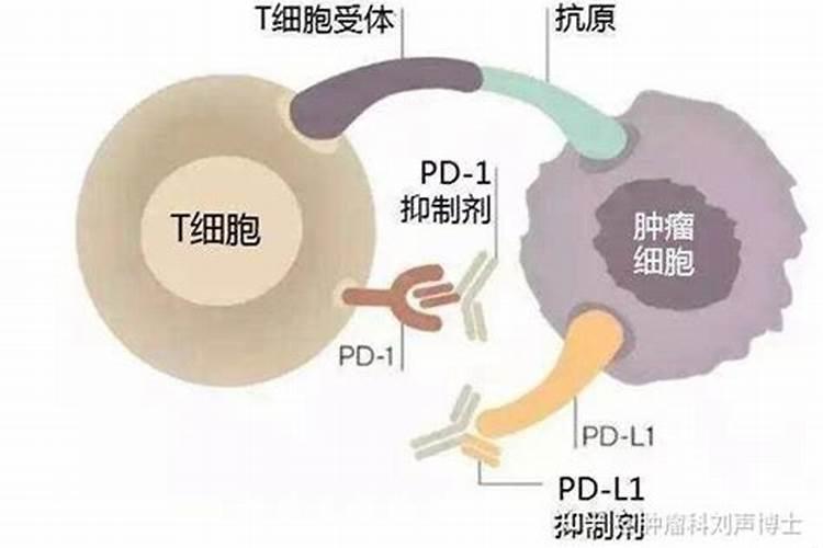 鱼缸里长绿藻了 怎么办？