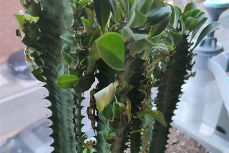 龙骨花怎么施肥