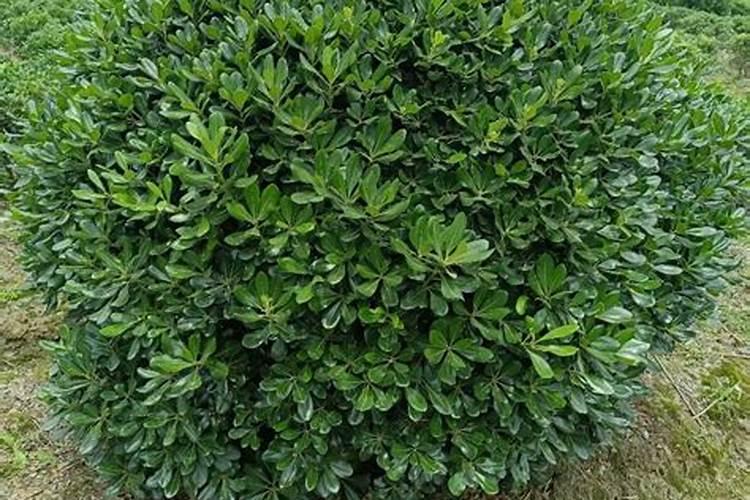 桉树基肥怎么放