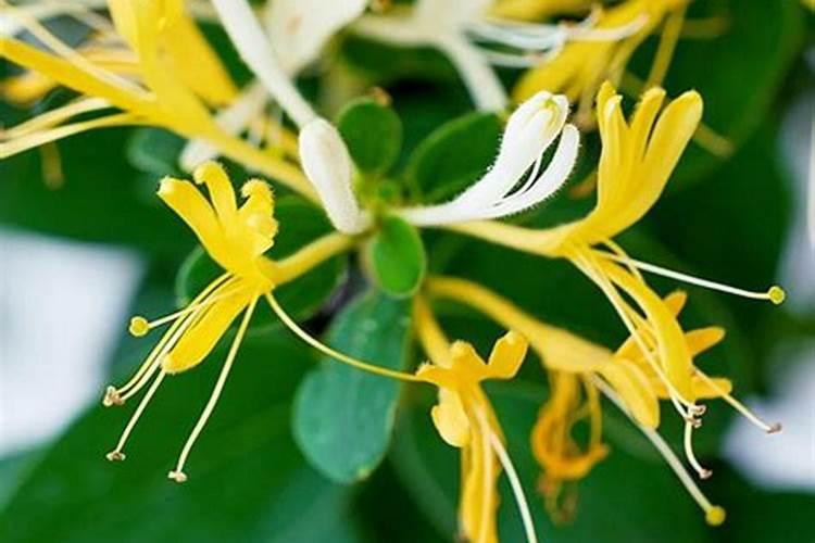 金银花一年要施几次肥