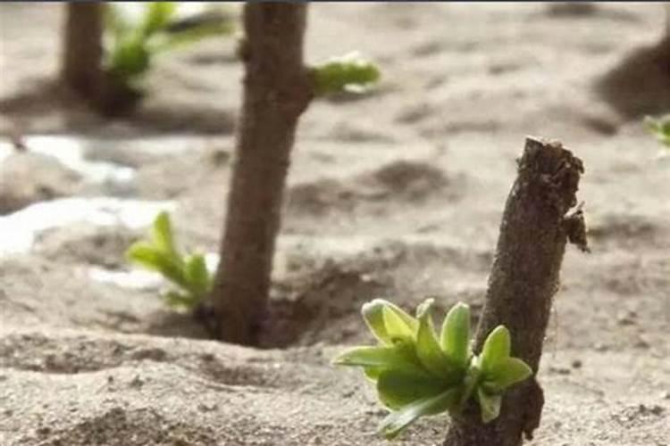 促进植物生根的方法是什么？