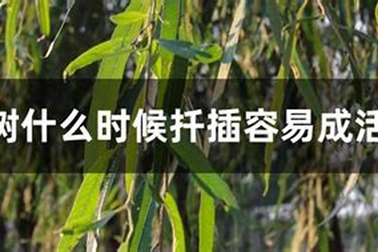 红糖为什么能做作物叶面肥