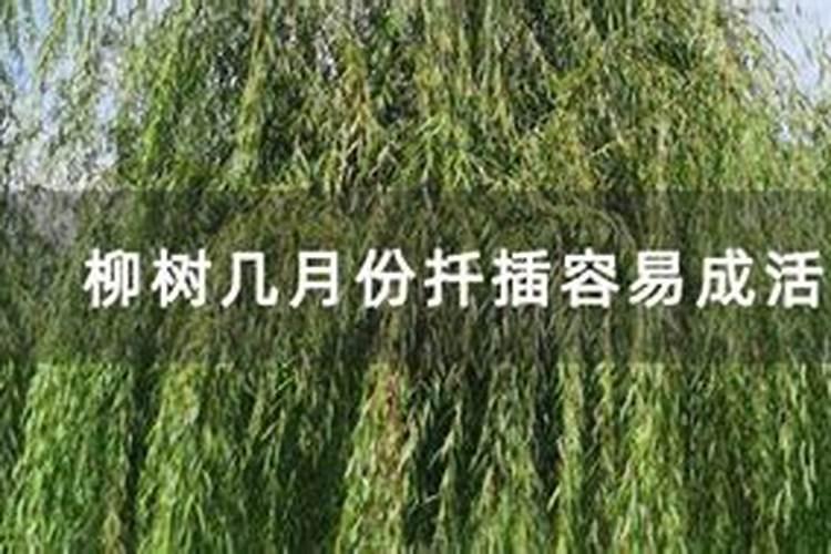柳树怎么播种的