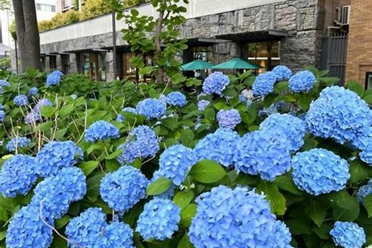 植物什么季节施肥好